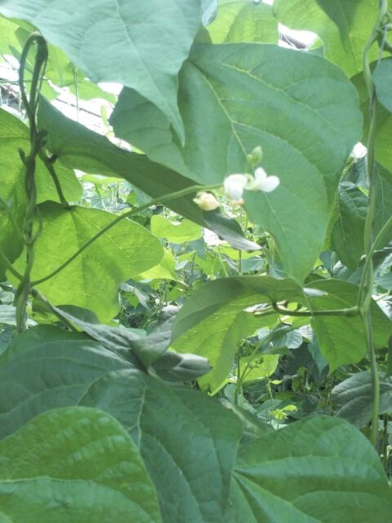 架豆王豆角20厘米以上