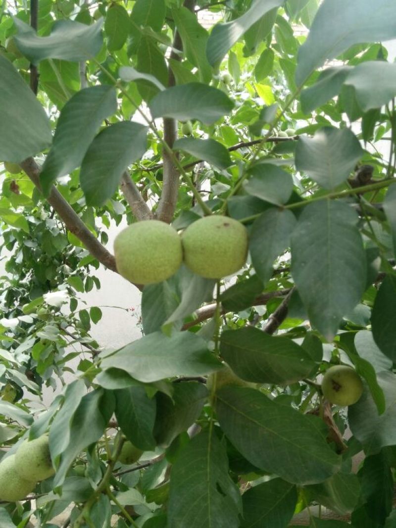 薄皮核桃30mm以上去皮干