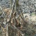 巨峰葡萄苗1年80~110cm