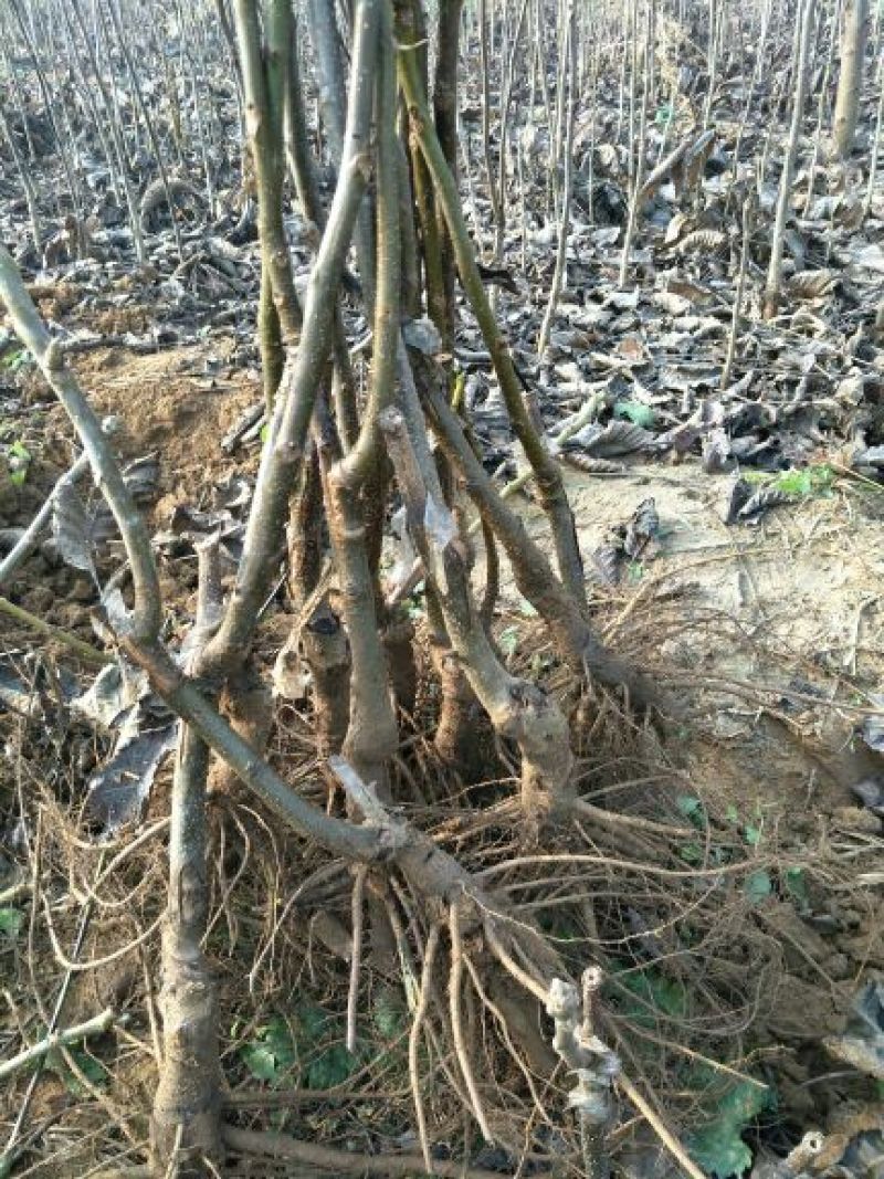 巨峰葡萄苗1年80~110cm