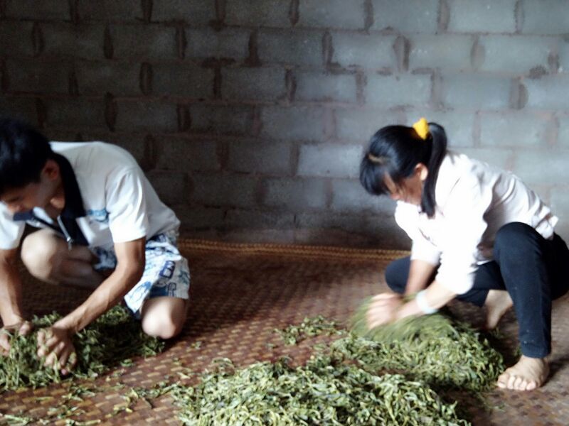 百年普洱大树茶各种检测检验合格