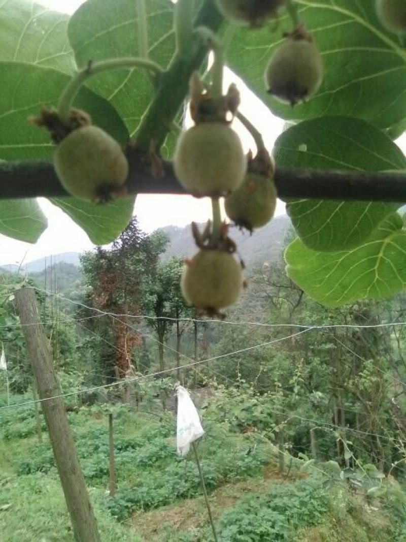 本山茶二级