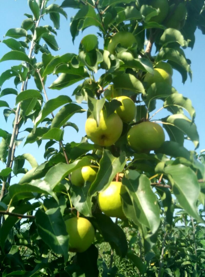 苹果梨250~300g纸箱