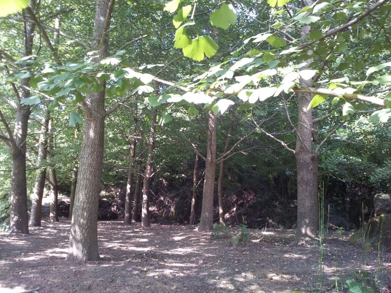 银杏实生树四川苍溪县