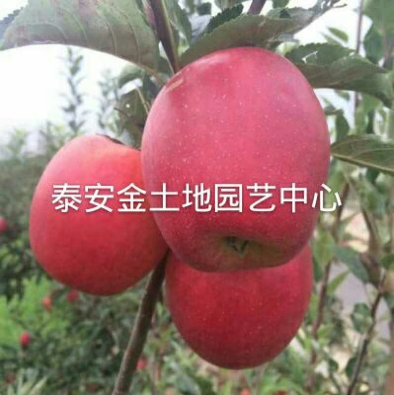 【热卖】露利苹果树苗苹果苗指导种植技术手把手教给你技术