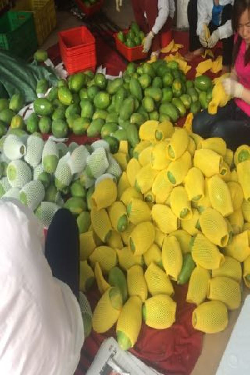 木瓜