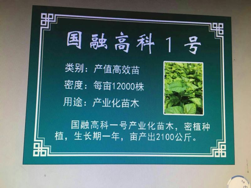 桑树苗140cm
