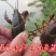 湖南益阳小龙虾食用4~6钱活虾