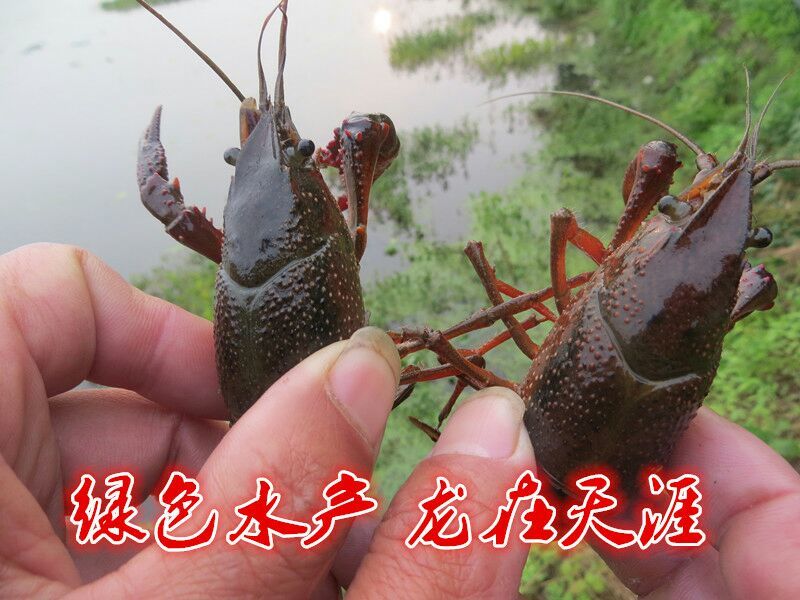 湖南益阳小龙虾食用4~6钱活虾