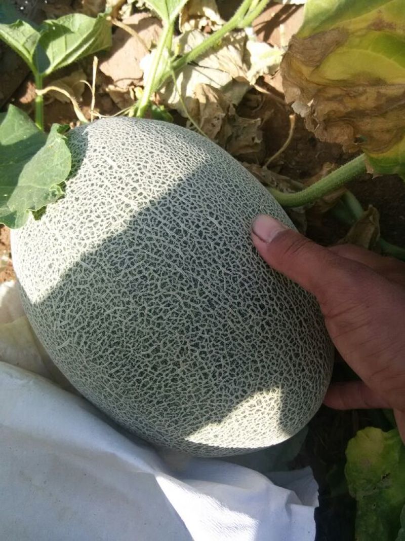 西州蜜瓜3斤以上长圆形