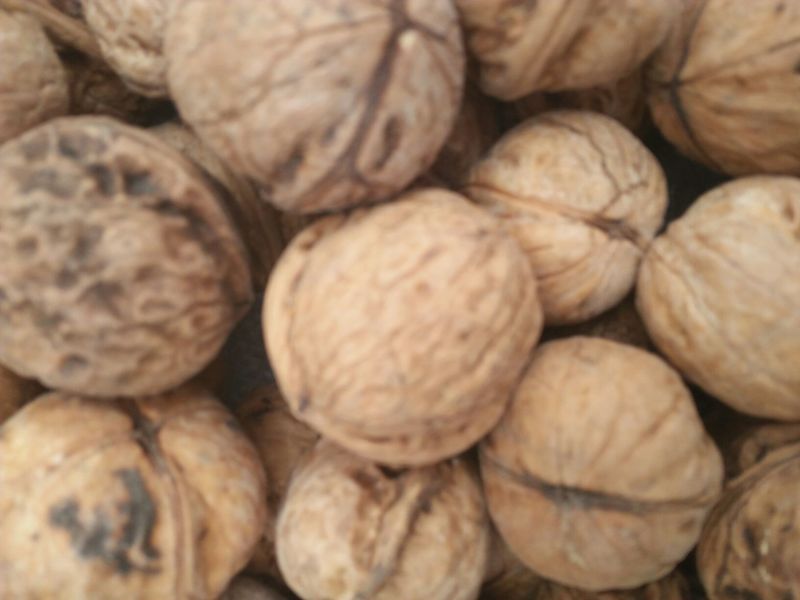 核桃去皮干