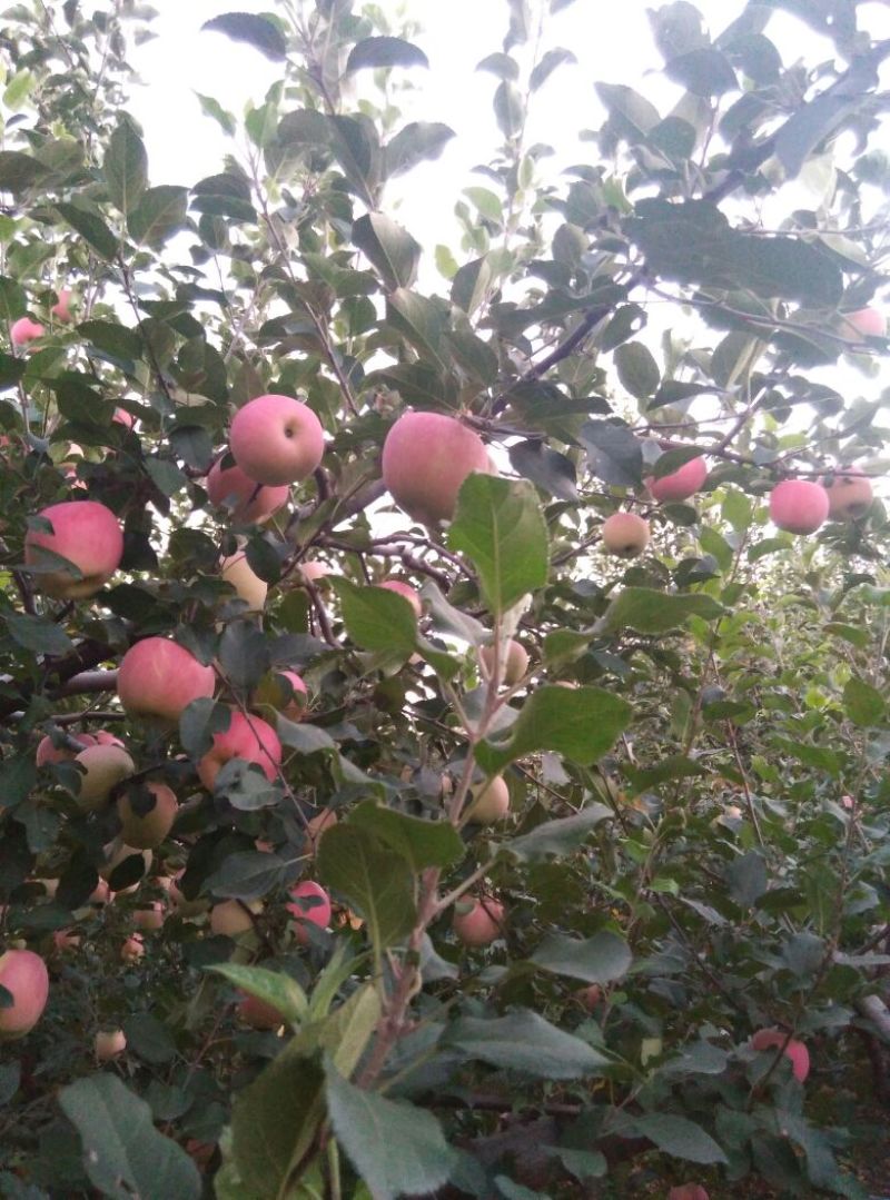 烟富3号纸袋