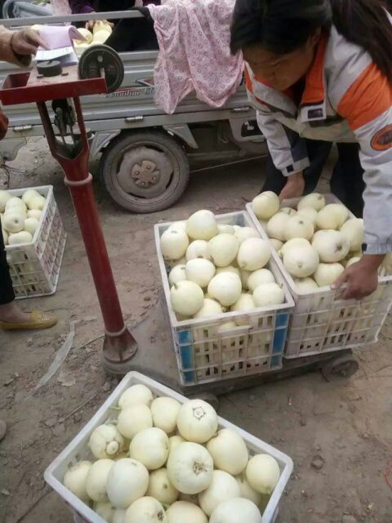 伊丽莎白甜瓜1斤以上
