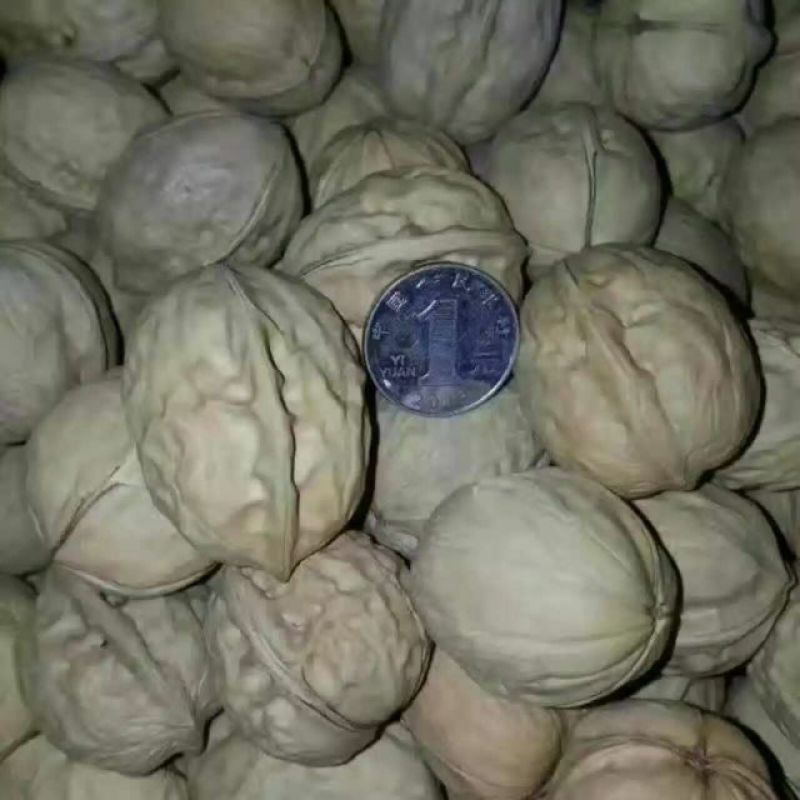 薄皮核桃30mm以上去皮干