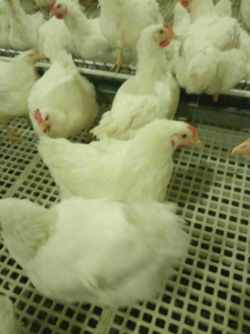 白蛋食用50g以下