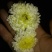 白菊花茶