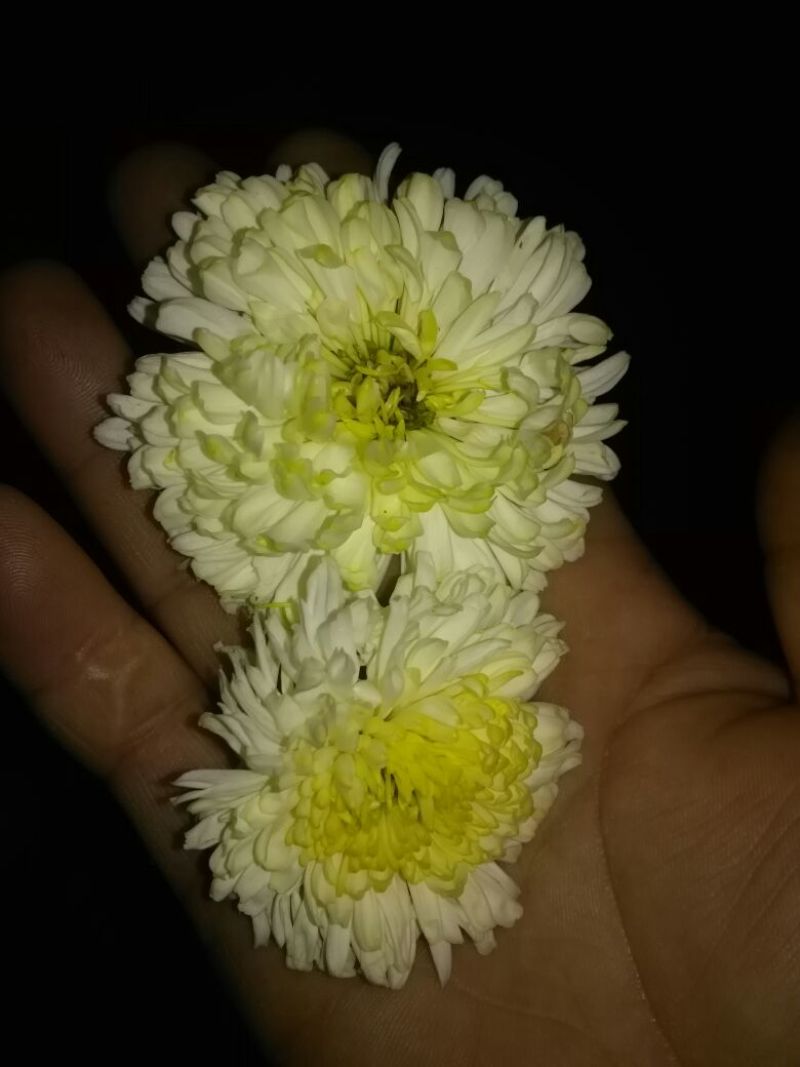 白菊花茶