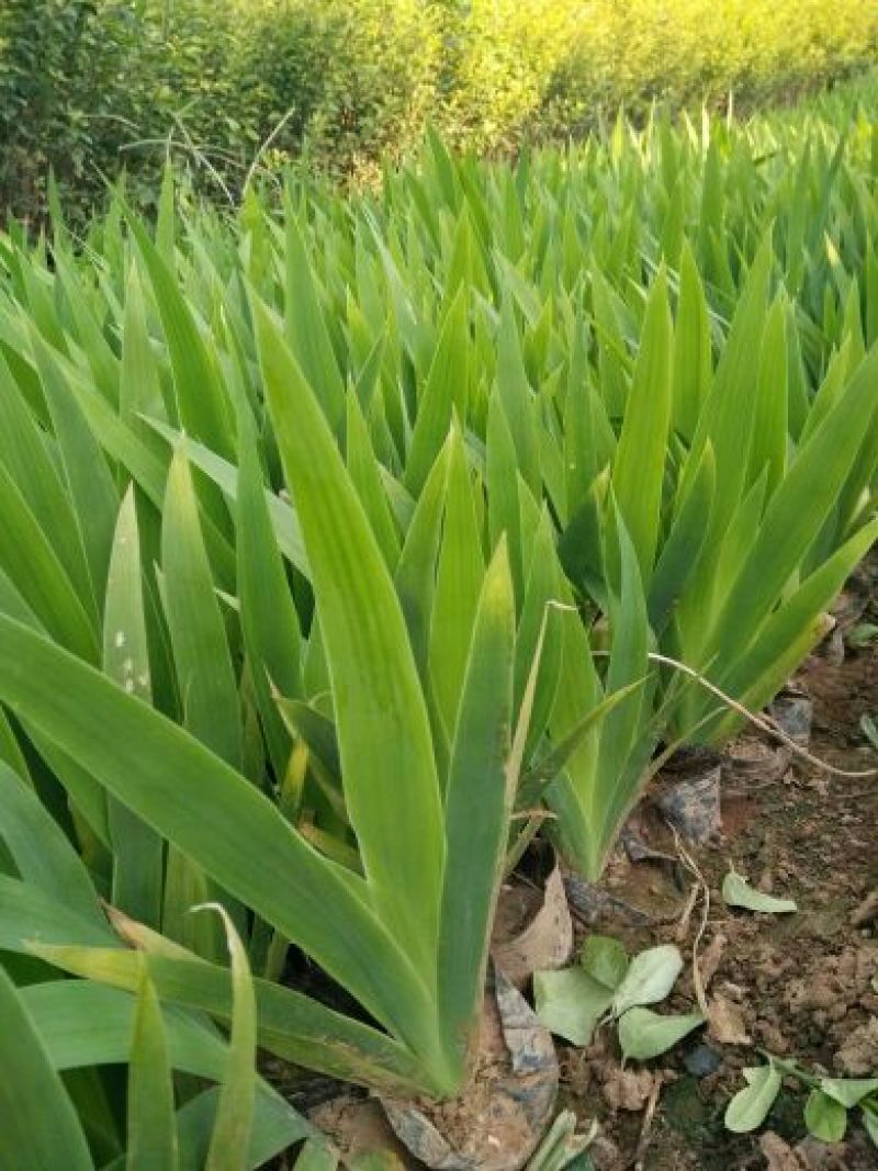 常夏石竹质量保证规格齐全价格合理发货及时