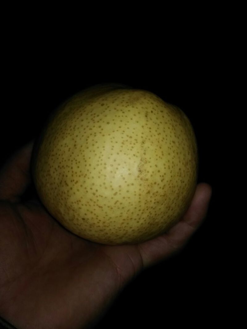 酥梨250~300g光果