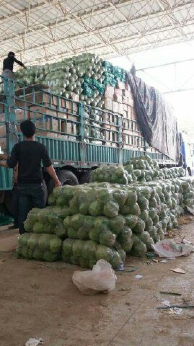 我处甘蓝大量供应，品质好，备有大型冷库，物流交通方便，欢