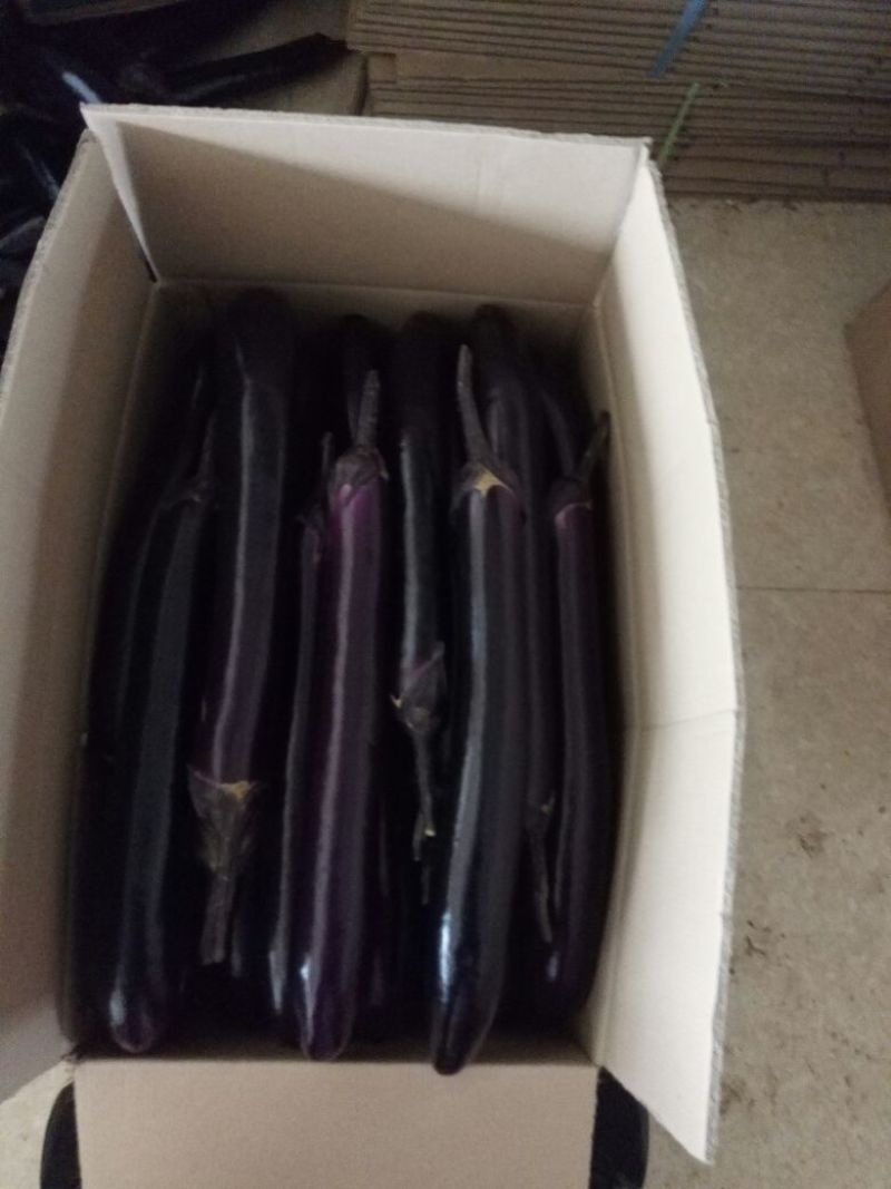 徐闻县精品紫红茄，7两以上，现大量上市，需要的联系我
