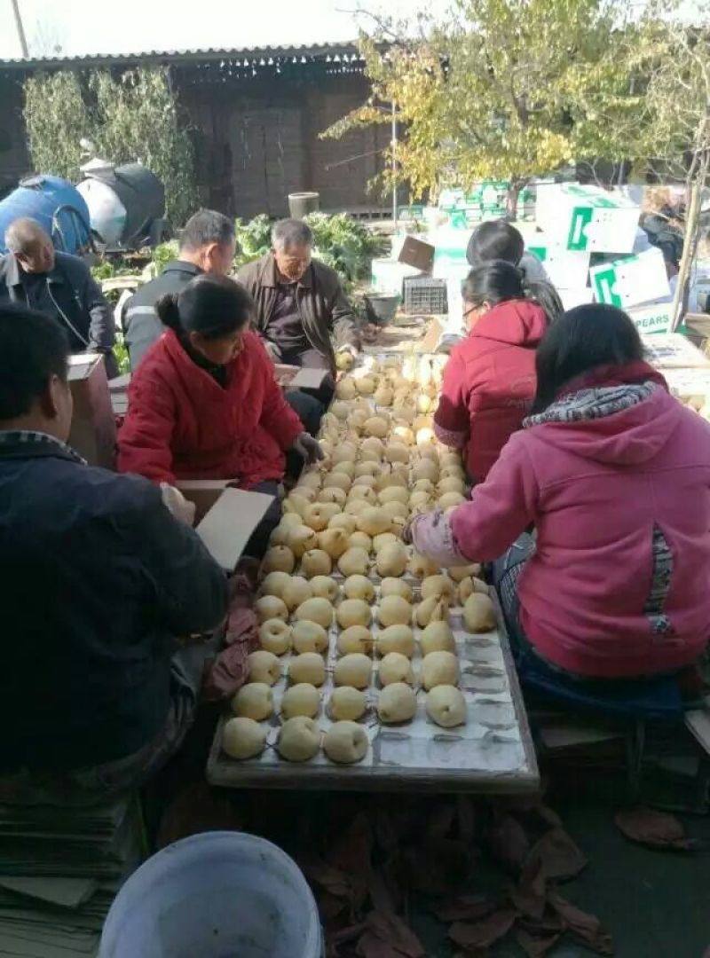 酥梨300~350g纸袋