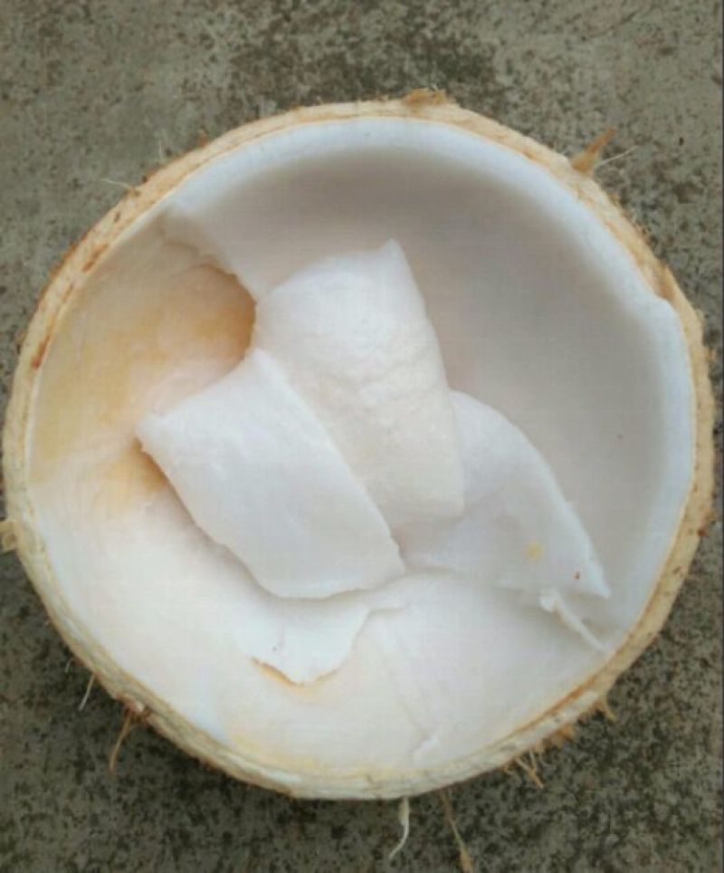 海南当季椰子椰青新鲜水果现摘现发批发产地直发