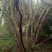 石榴树8~10cm6~8cm2.5~3米