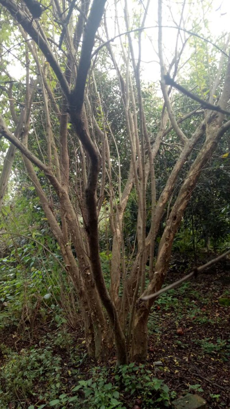 石榴树8~10cm6~8cm2.5~3米