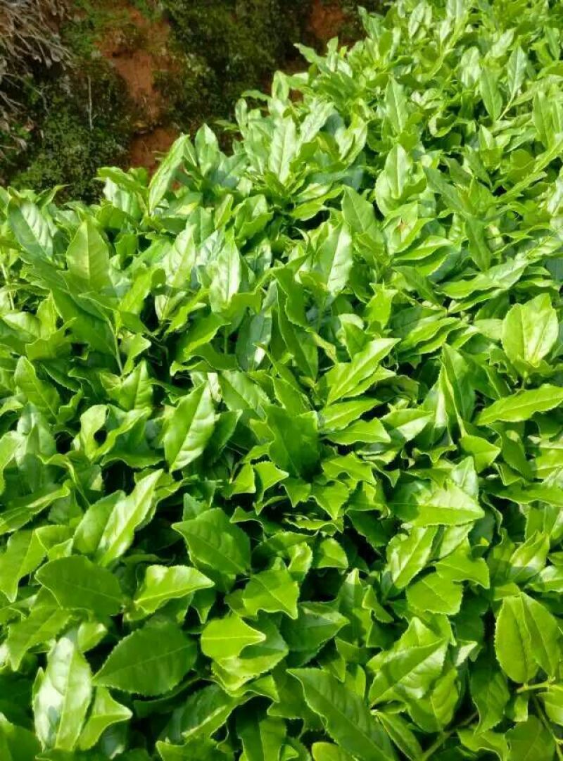 观音茶一级