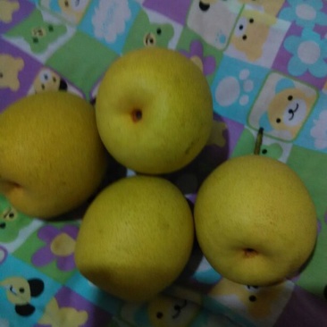长把梨光果
