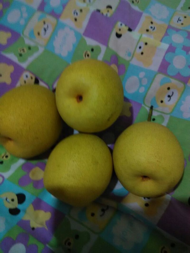 长把梨光果