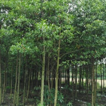 杜英6~8cm4~6cm3.5~4米