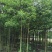 杜英6~8cm4~6cm3.5~4米