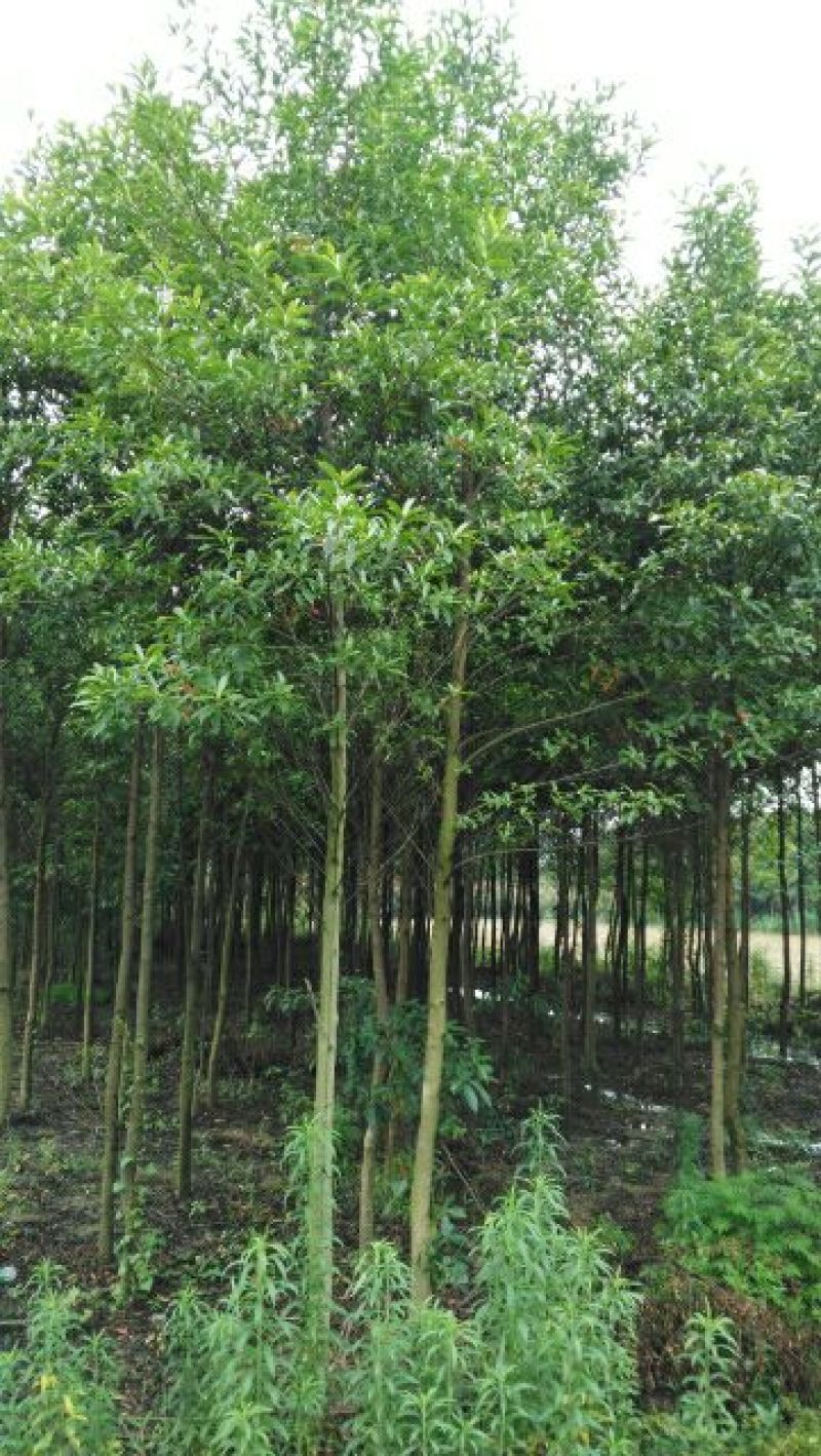 杜英6~8cm4~6cm3.5~4米