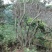 映山红5~10cm