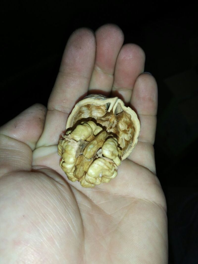 核桃30mm以上去皮干