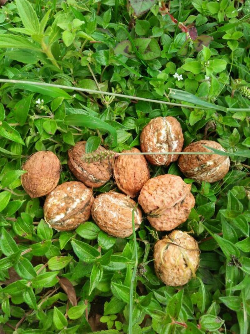 薄皮核桃30mm以上去皮