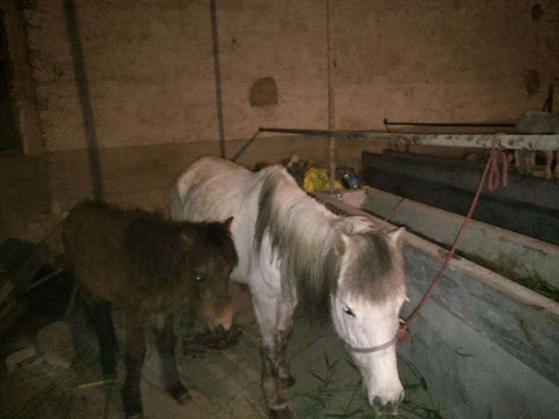 肉马300~400kg