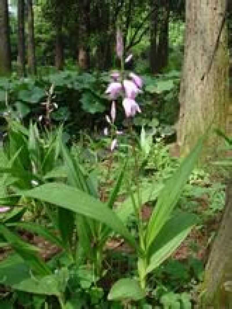 白芨统货