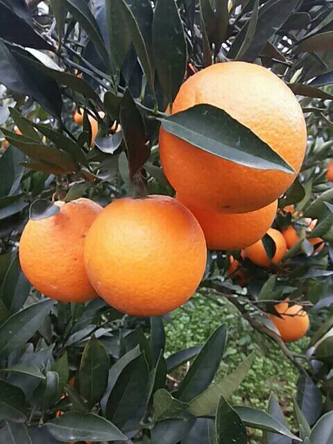 纽荷尔脐橙湖北宜昌西陵区_批发_供应-一亩田