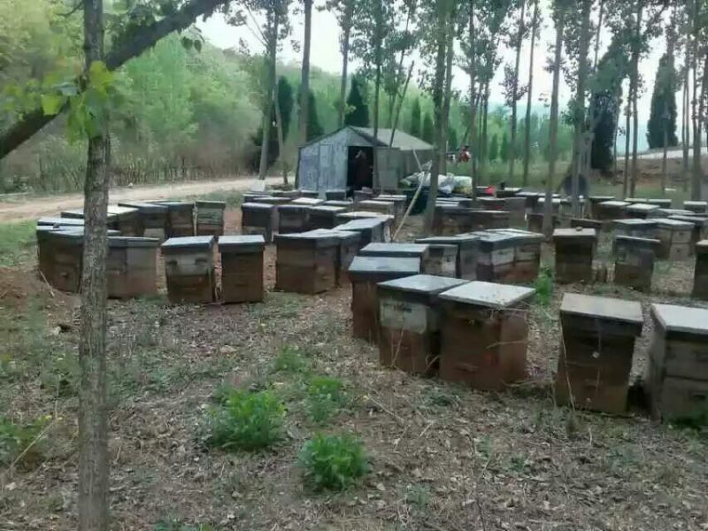 荆条蜜枣花蜜基地直发保质保量全国发货售后无忧