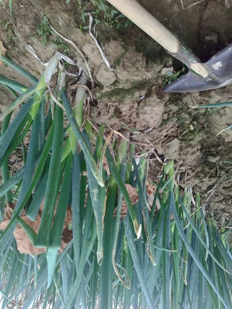 章丘大葱35~40cm毛葱2cm左右