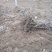 葡萄树1.1~1.5m各种规格齐全淘汰葡萄树苗大量