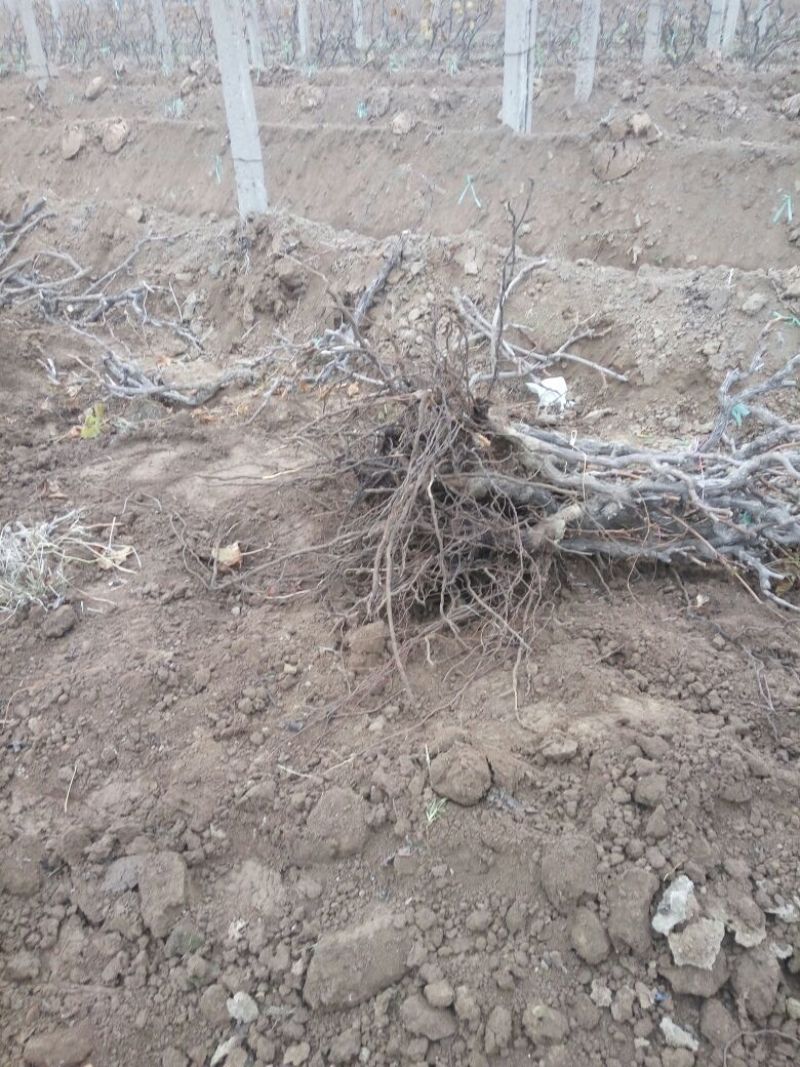 葡萄树1.1~1.5m各种规格齐全淘汰葡萄树苗大量