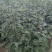 花椒苗1-3年苗大红袍，狮子头，无刺花椒