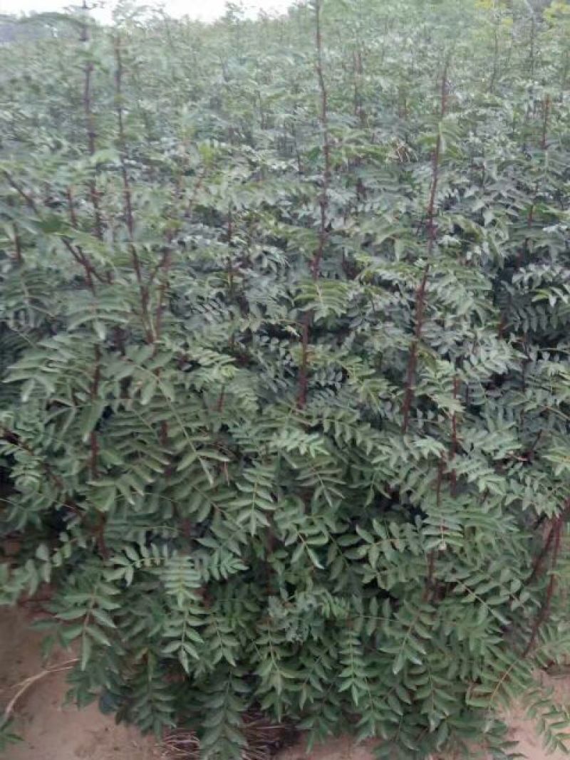 花椒苗1-3年苗大红袍，狮子头，无刺花椒