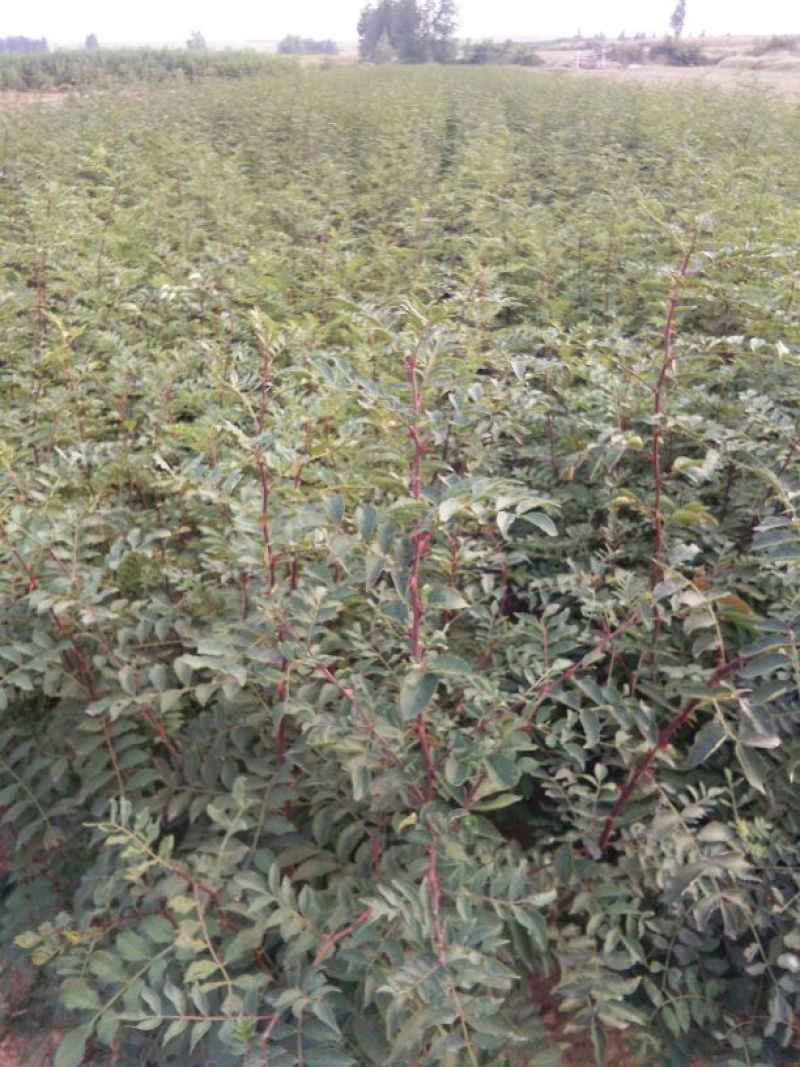 花椒苗0.5~1年，大红袍花椒苗，嫁接花椒苗。