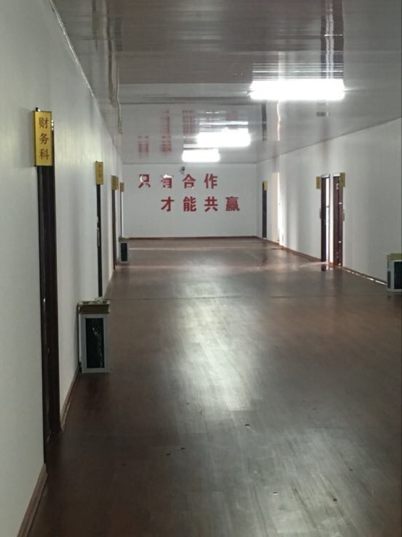 狮头鹅苗