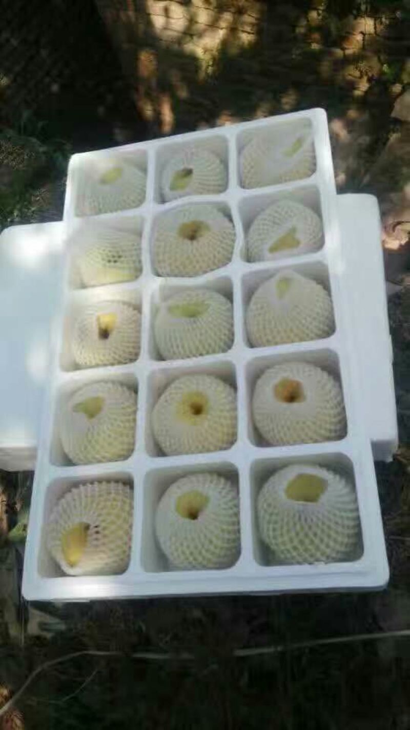 砀山梨250~300g纸箱